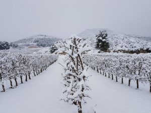 cultivo almendro en seto nevado