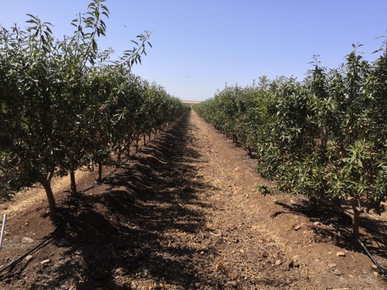 cultivo del almendro superintensivo
