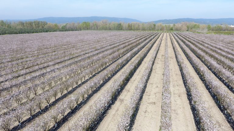 tratamiento almendro en marzo