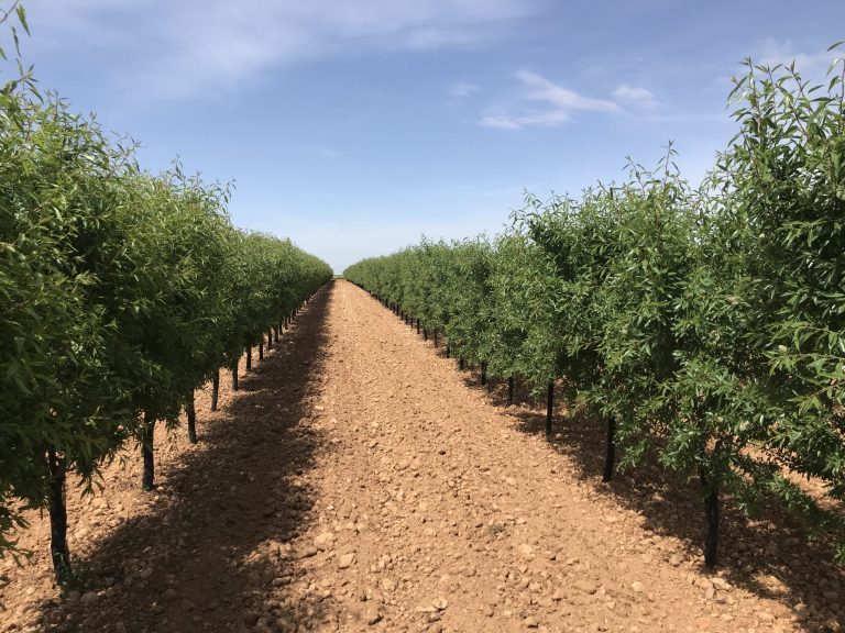 Almendro en seto en secano