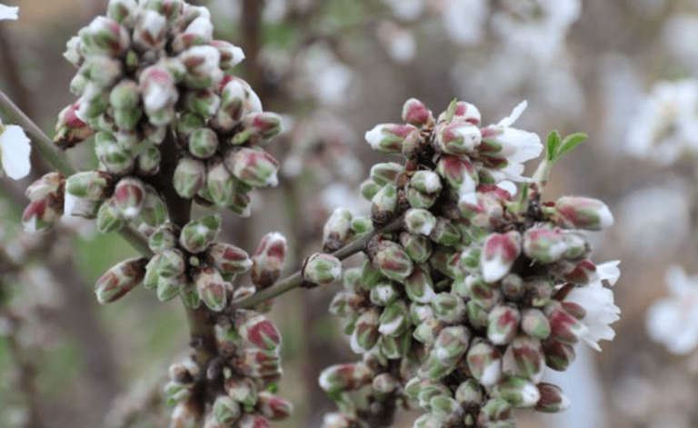 yemas en una variedad de almendro