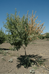 almendro afectado verticilosis