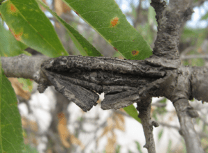 Chancro abierto en rama por moniliosis