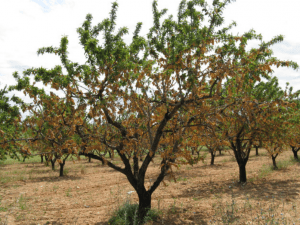 plantación de lmendros con chancro o fusicoccum