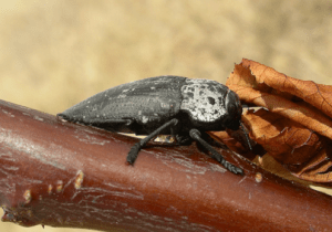 Gusano Cabezudo o capnodis tenebrionis en almendro