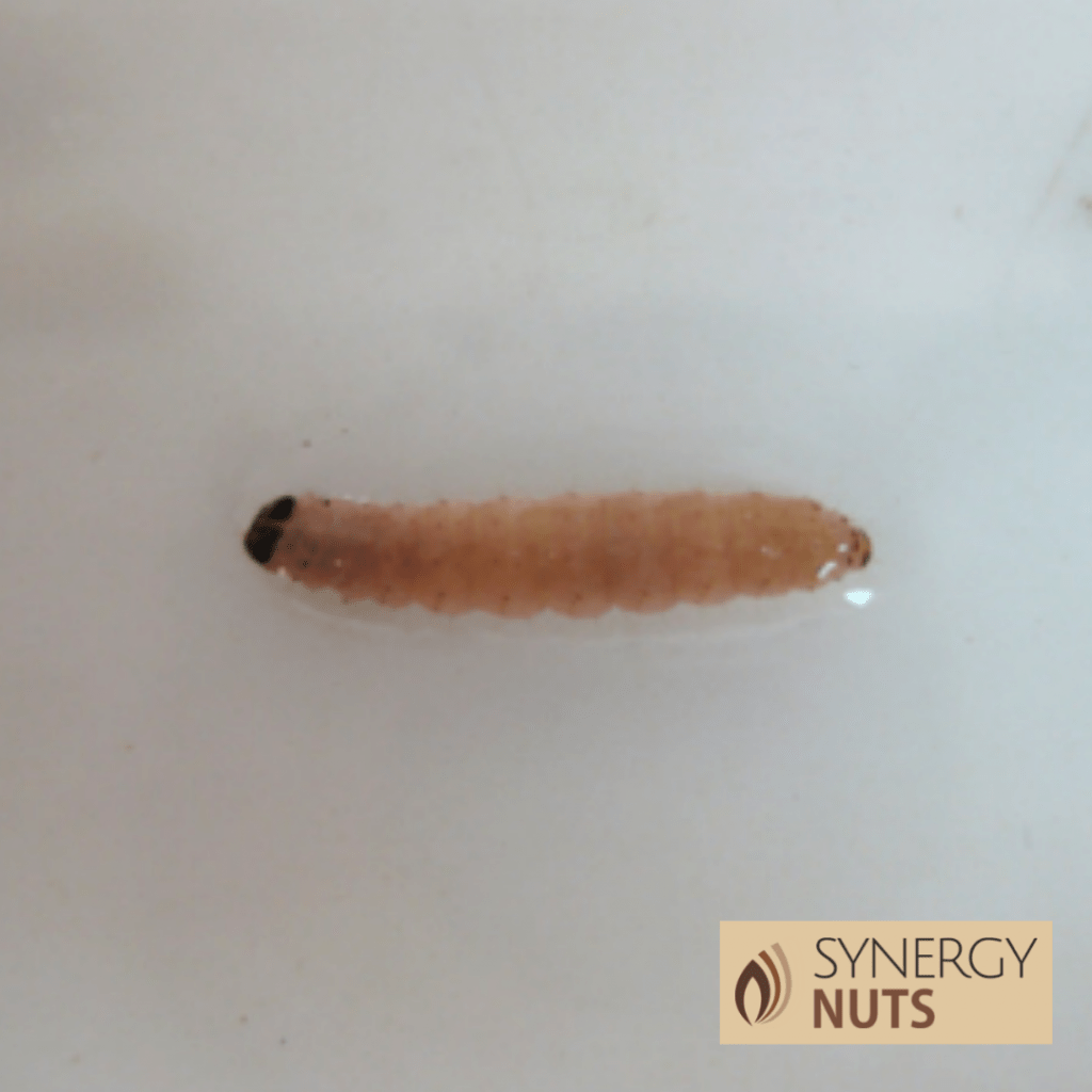 larva de orugueta