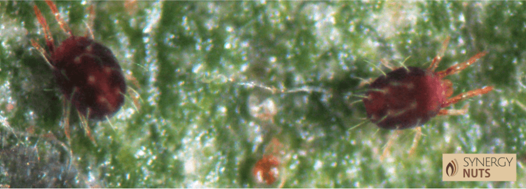 Adultos y huevos de araña roja hoja en almendro en seto