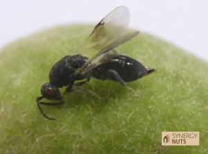 Adulto de avispilla del almendro