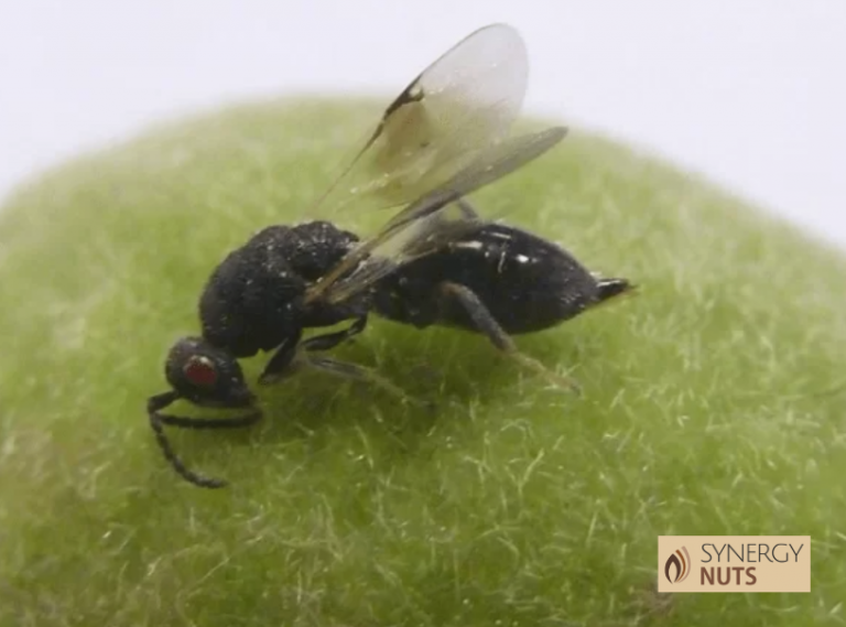 Adulto de avispilla del almendro