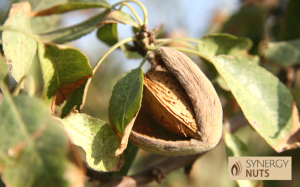 Almendro Marinada Fuente Agroptimum variedad de almendro marinada