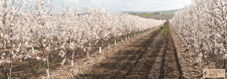 variedad de almendros soleta