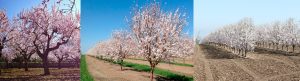 Sin titulo el arbol del almendro