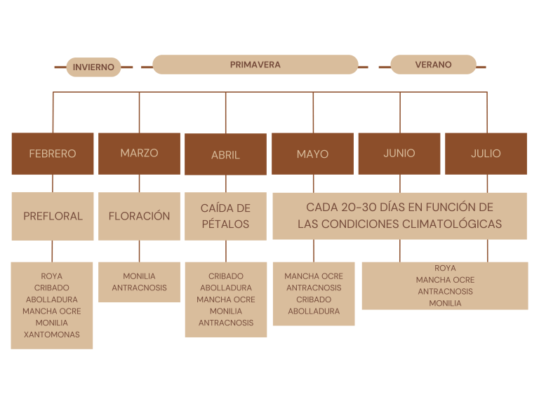 Grafico Mapa Conceptual Profesional Azul calendario tratamientos almendros