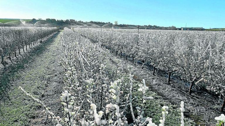 sistema de riego antiheladas en la explotacion de almendro en venta de ballerias riego aspersores antiheladas en almendro