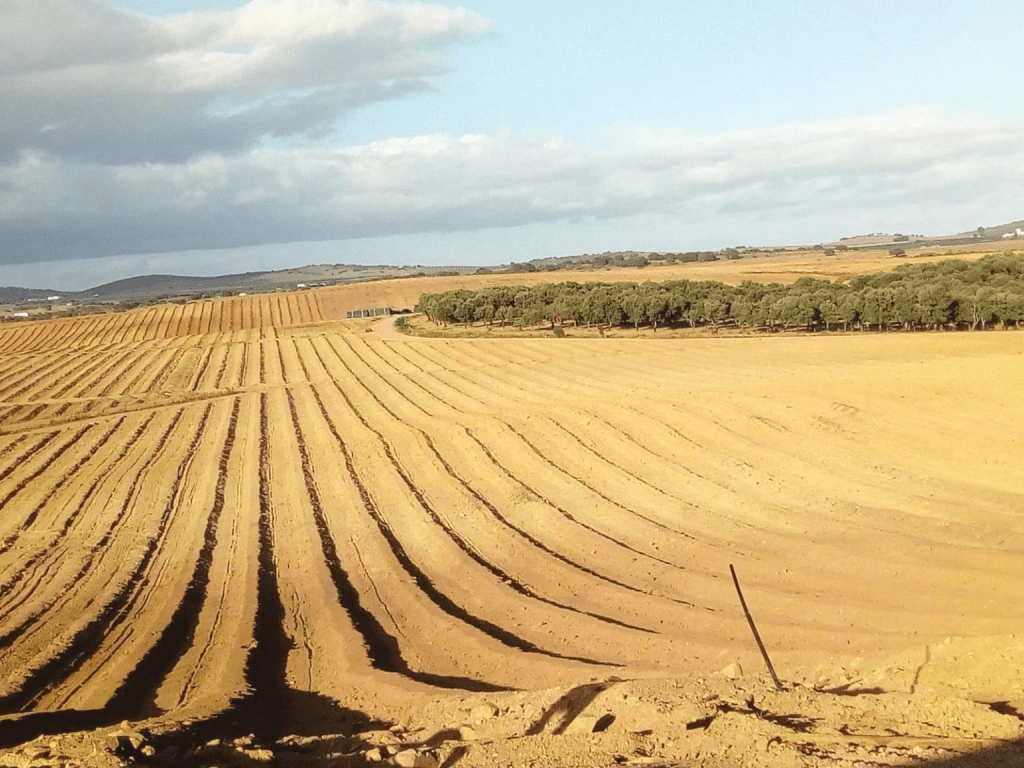 image 1 Cómo y cuándo plantar almendros