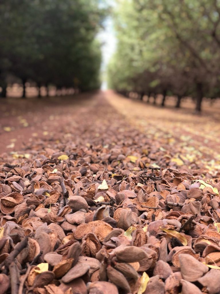 Cáscara usada como mulching Cáscara usada como mulching