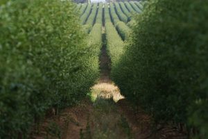 guia del almendro 2 Almendro en seto