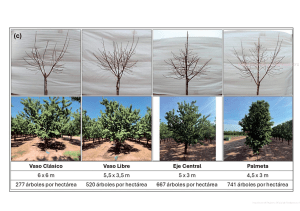 Sistemas de cultivo del almendro y densidad de plantación: comparación entre vaso clásico, vaso libre, eje central y almendro en seto.