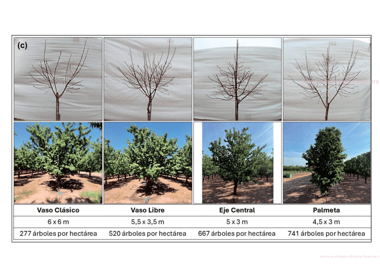 1 Sistemas de cultivo del almendro y densidad de plantación: comparación entre vaso clásico, vaso libre, eje central y almendro en seto.