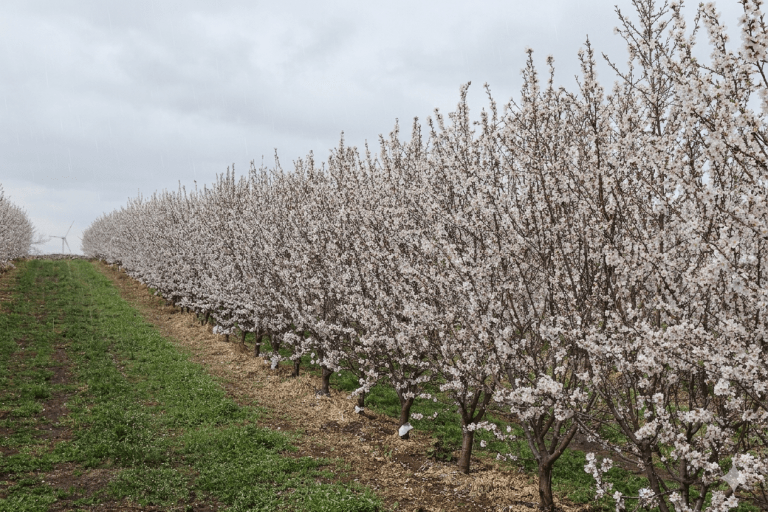 Almendro en seto primavera lluviosa Almendro en seto primavera lluviosa