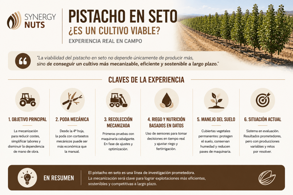 ChatGPT Image 13 jul 2026 10 03 05 Infografía con cinco claves sobre la viabilidad del pistacho en seto: mecanización, vigor, riego, polinización y validación del sistema.