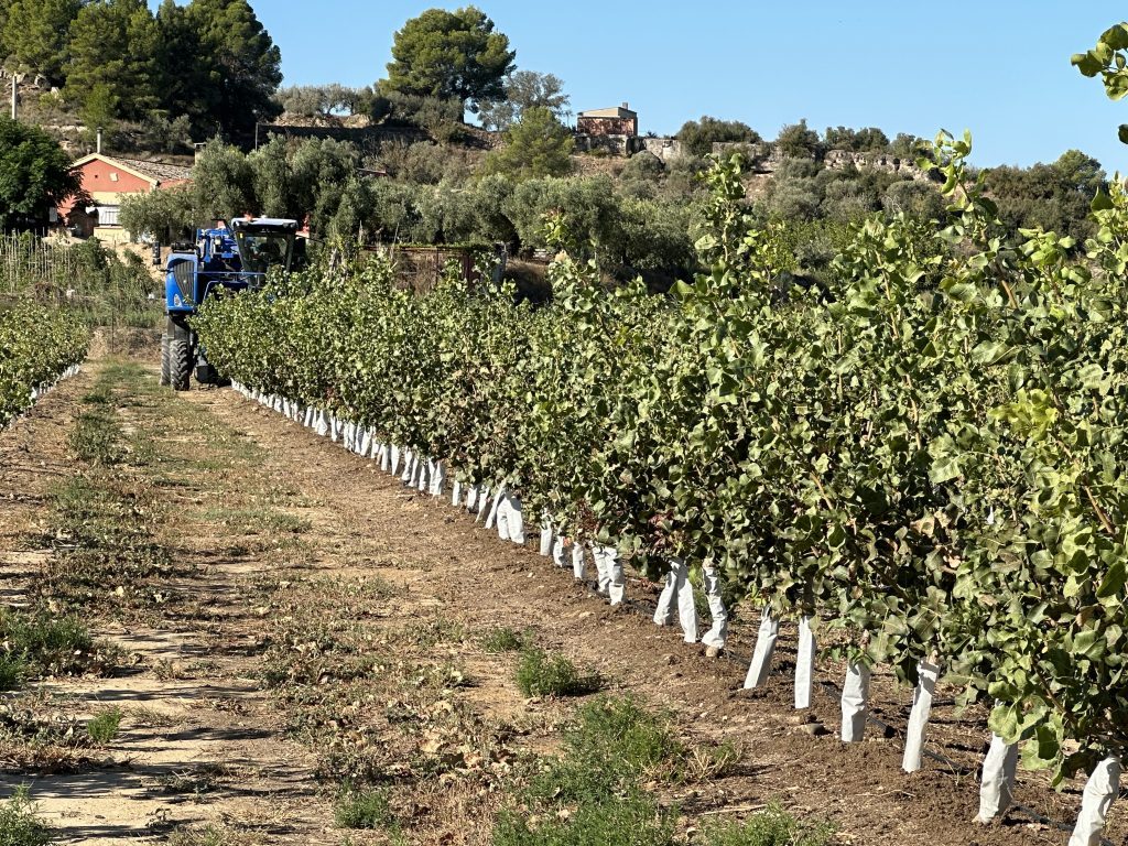 IMG 4729 Cosechadora cabalgante realizando una prueba de recolección en una plantación experimental de pistacho en seto.