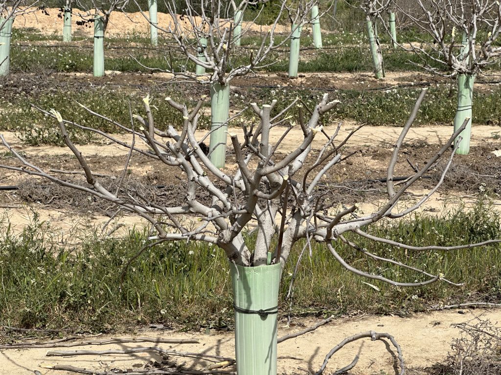 IMG 4861 Formación inicial de un árbol de pistacho en una plantación experimental de pistacho en seto.