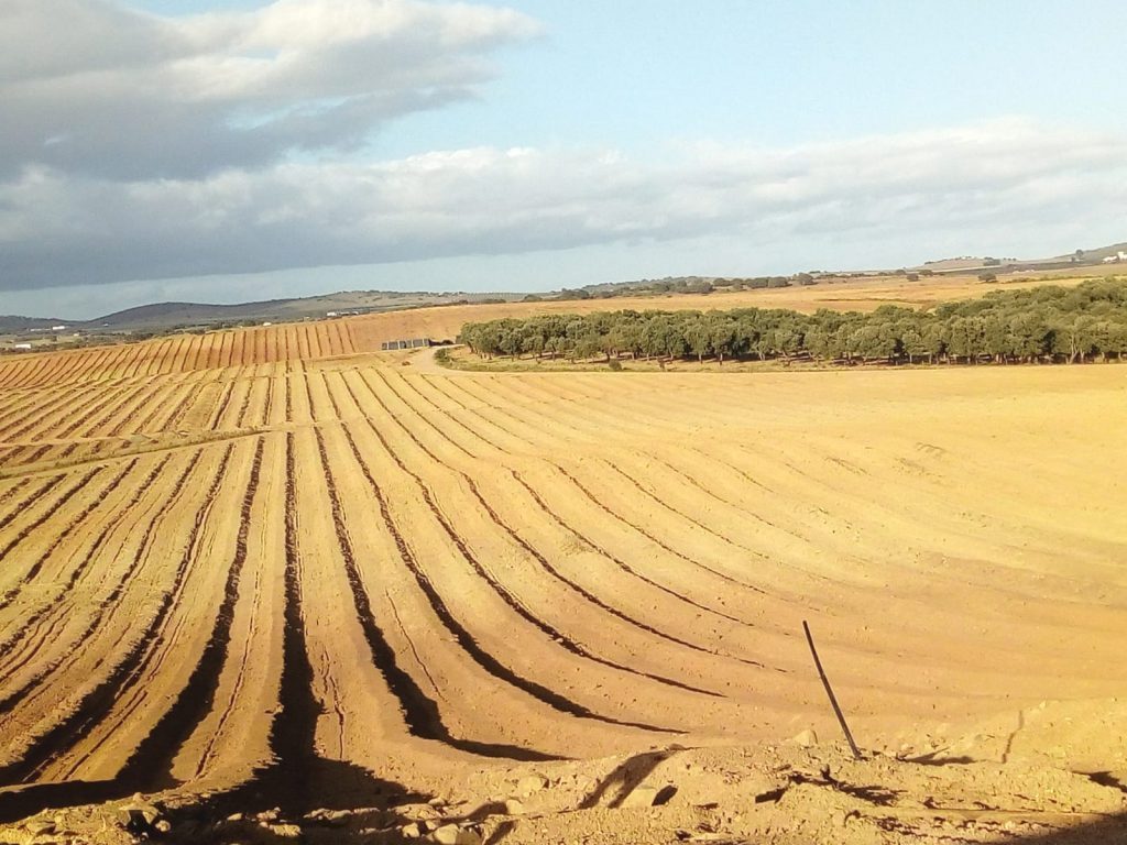 03 caballones preplantacion 03 caballones preplantacion