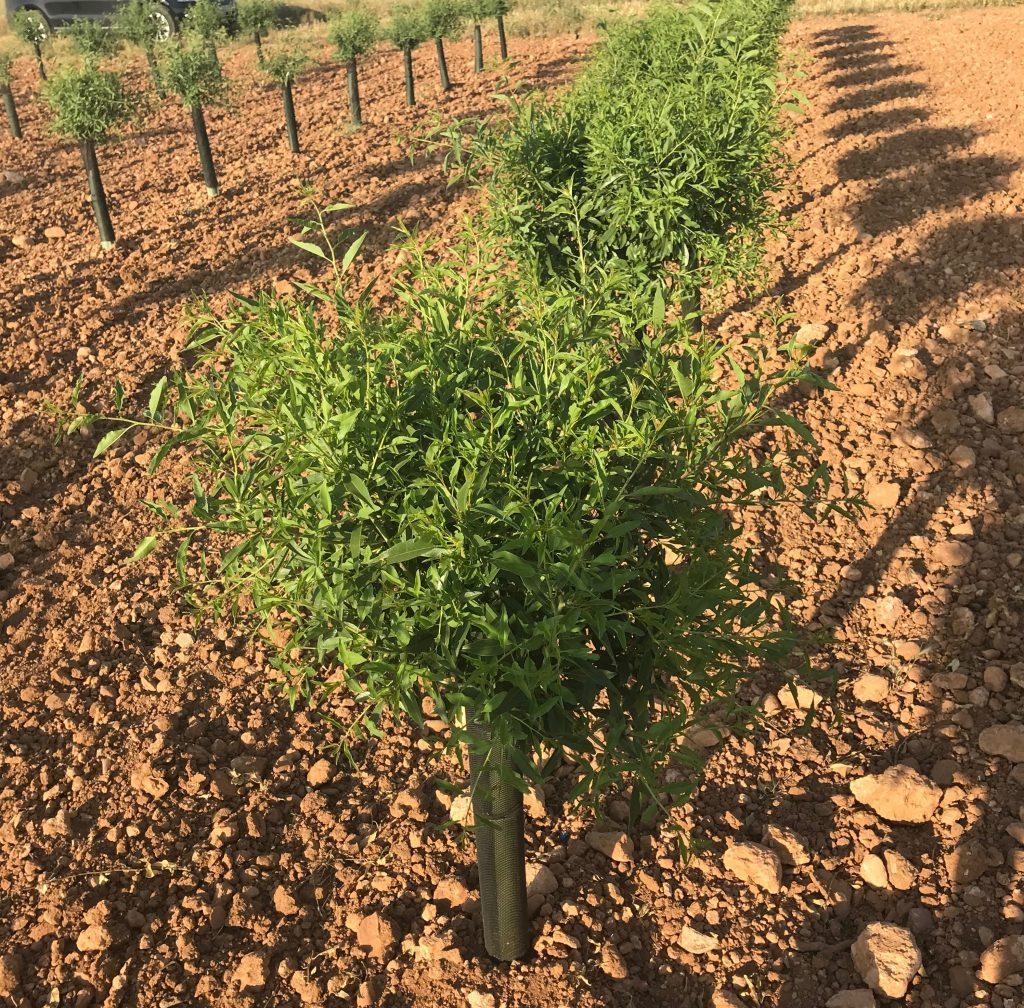 05 plantacion joven formacion 05 plantacion joven formacion