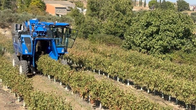 Vendimiadora trabajando entre las filas de pistacheros en seto.